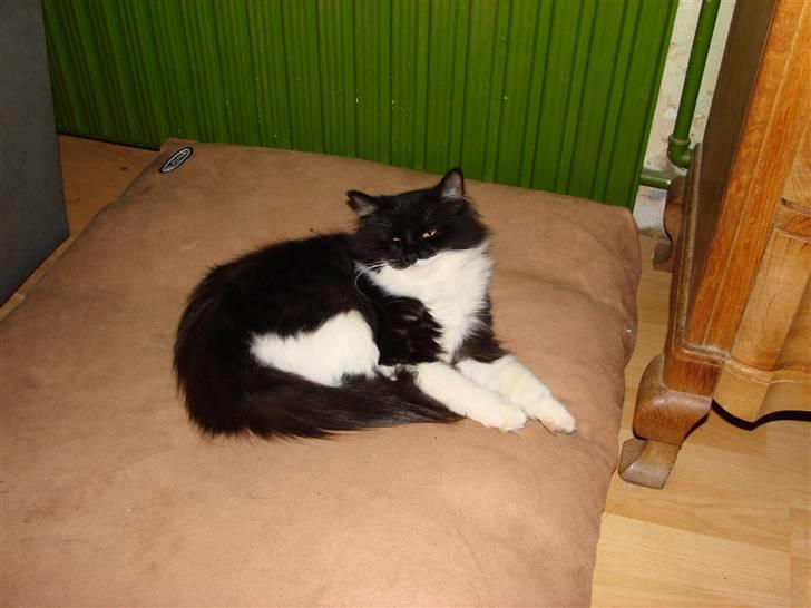 Blanding af racer Batkat billede 14