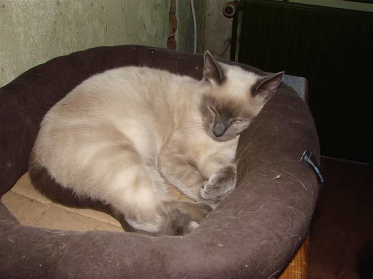 Blanding af racer Cocio billede 10