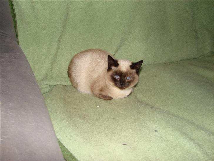 Blanding af racer Nutella billede 12