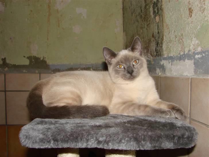 Blanding af racer Cocio billede 11