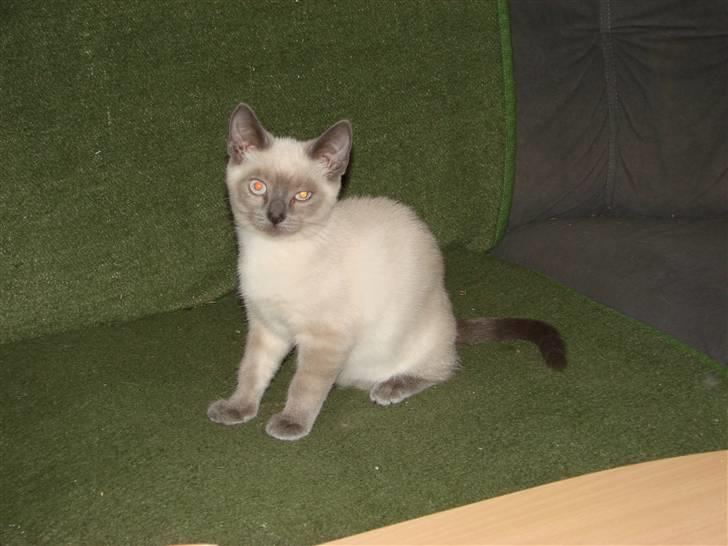 Blanding af racer Cocio billede 12