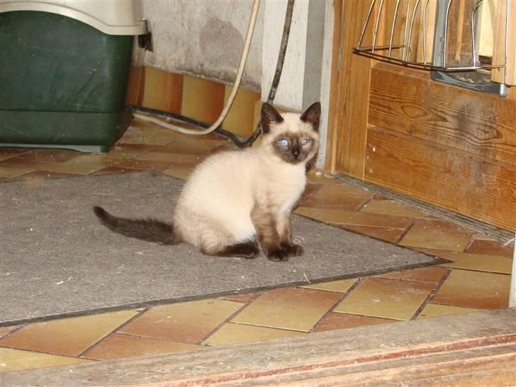 Blanding af racer Nutella billede 13