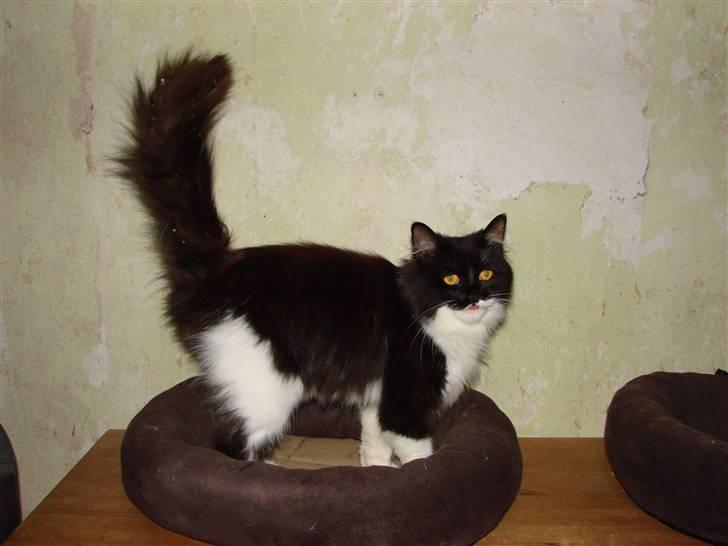 Blanding af racer Batkat billede 15