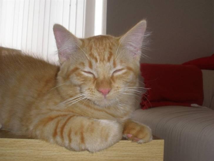 Blanding af racer Ludvig billede 7