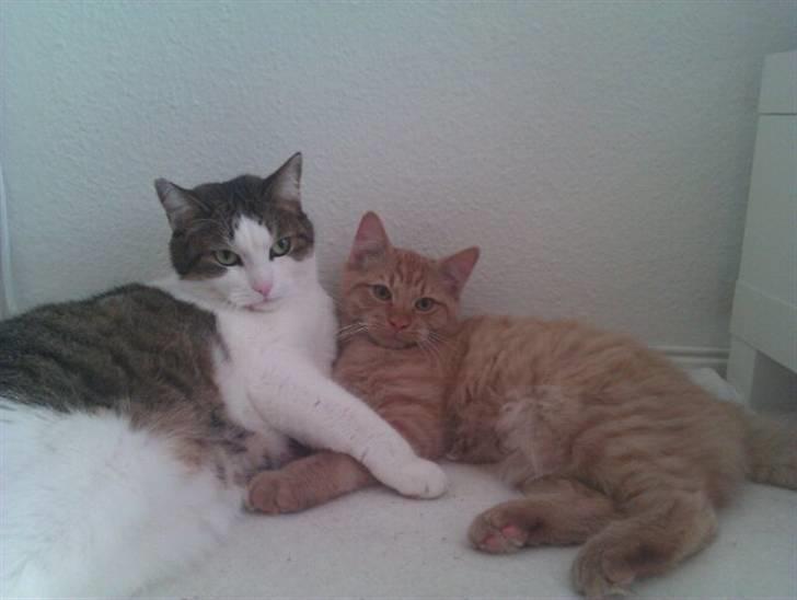 Blanding af racer Ludvig - Dejligt at putte med "storesøster"  billede 8