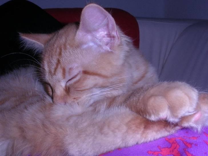 Blanding af racer Ludvig billede 9