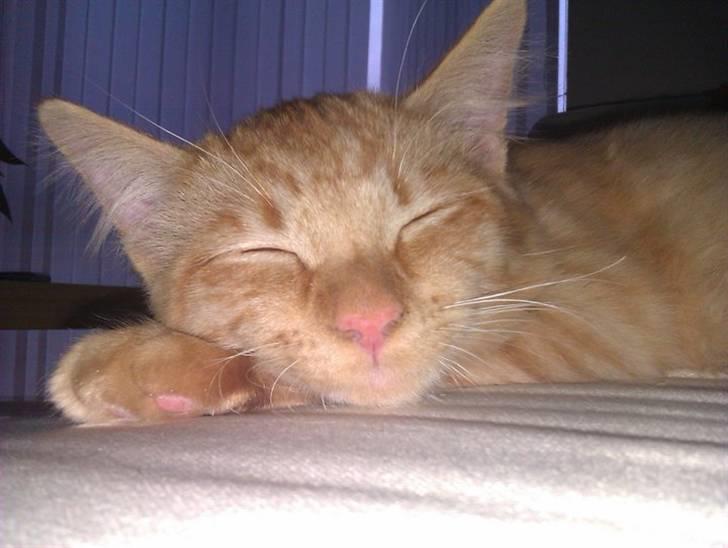 Blanding af racer Ludvig billede 10