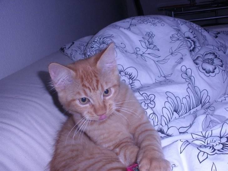 Blanding af racer Ludvig billede 11