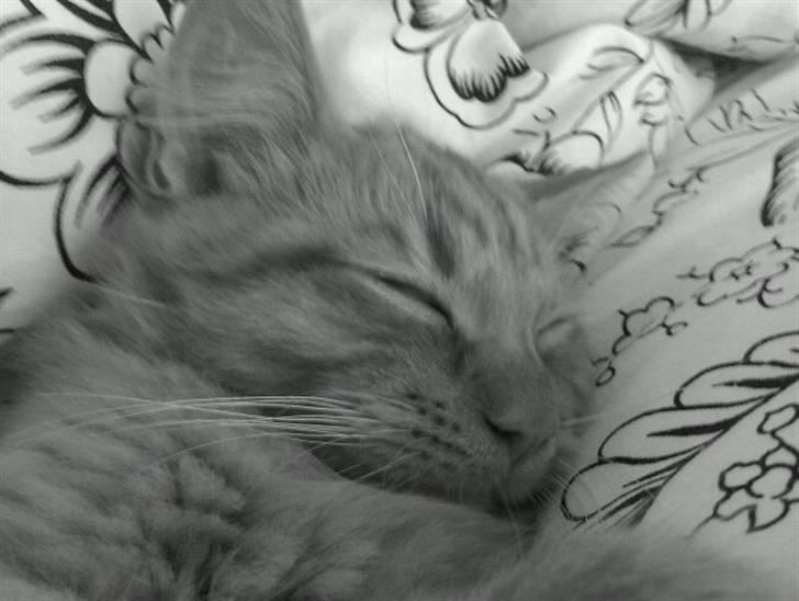 Blanding af racer Ludvig billede 13