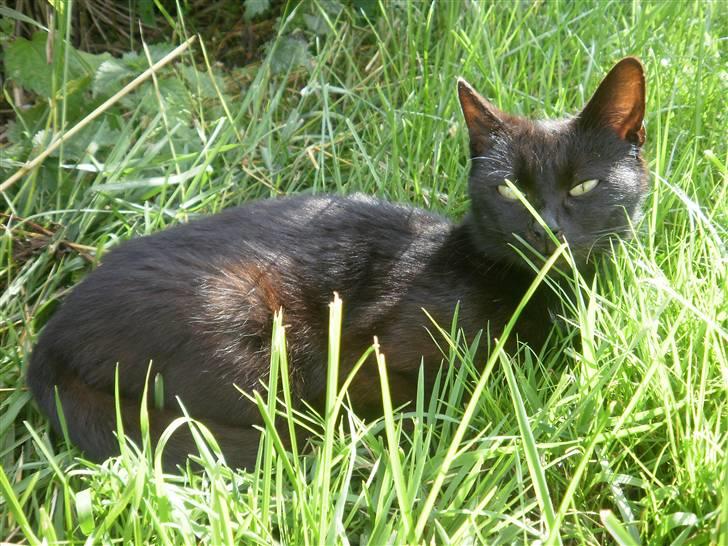 Blanding af racer Vinters Missemor *R.I.P* billede 1