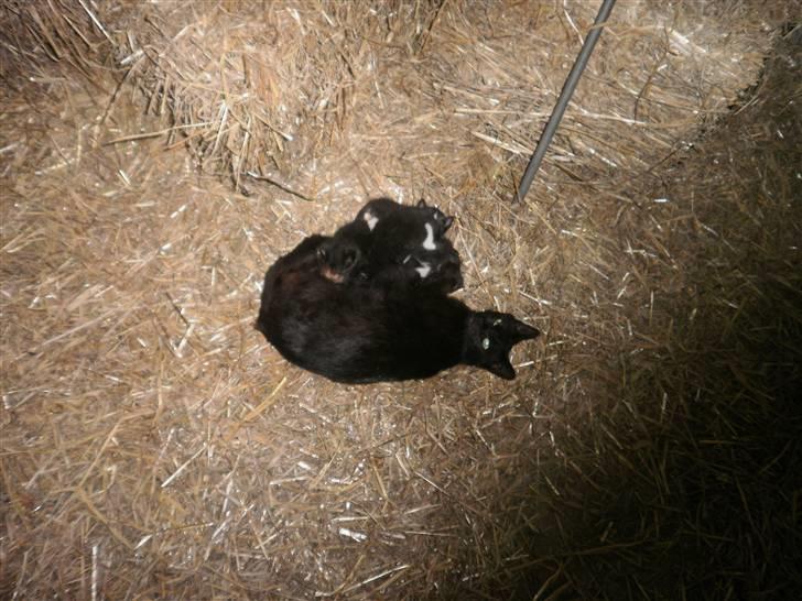 Blanding af racer Vinters Missemor *R.I.P* billede 2