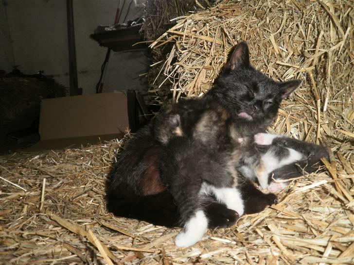 Blanding af racer Vinters Missemor *R.I.P* billede 4