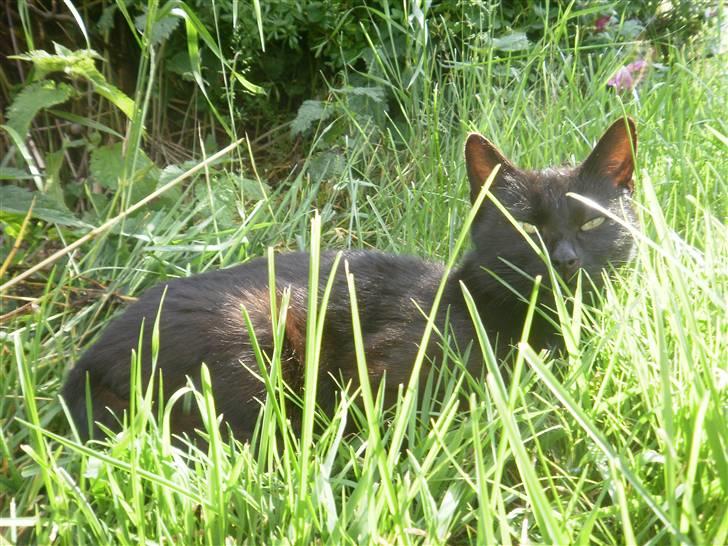 Blanding af racer Vinters Missemor *R.I.P* billede 5