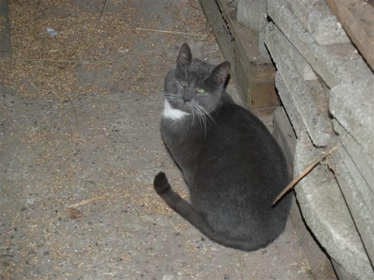 Huskat Gunnar<3 - Velkommen til min profil! :D læg gerne en kommentar på vej ud :D billede 1