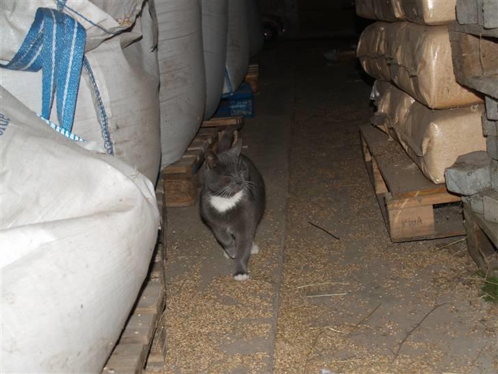 Huskat Gunnar<3 - Gunnaar min elskede katte mis<3 billede 2