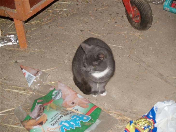 Huskat Gunnar<3 billede 3