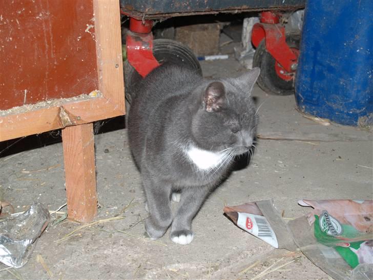 Huskat Gunnar<3 billede 4