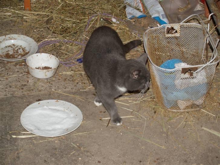 Huskat Gunnar<3 billede 5