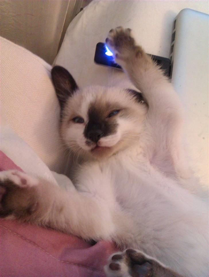 Blanding af racer Loui - Kong Loui i legehumør billede 1