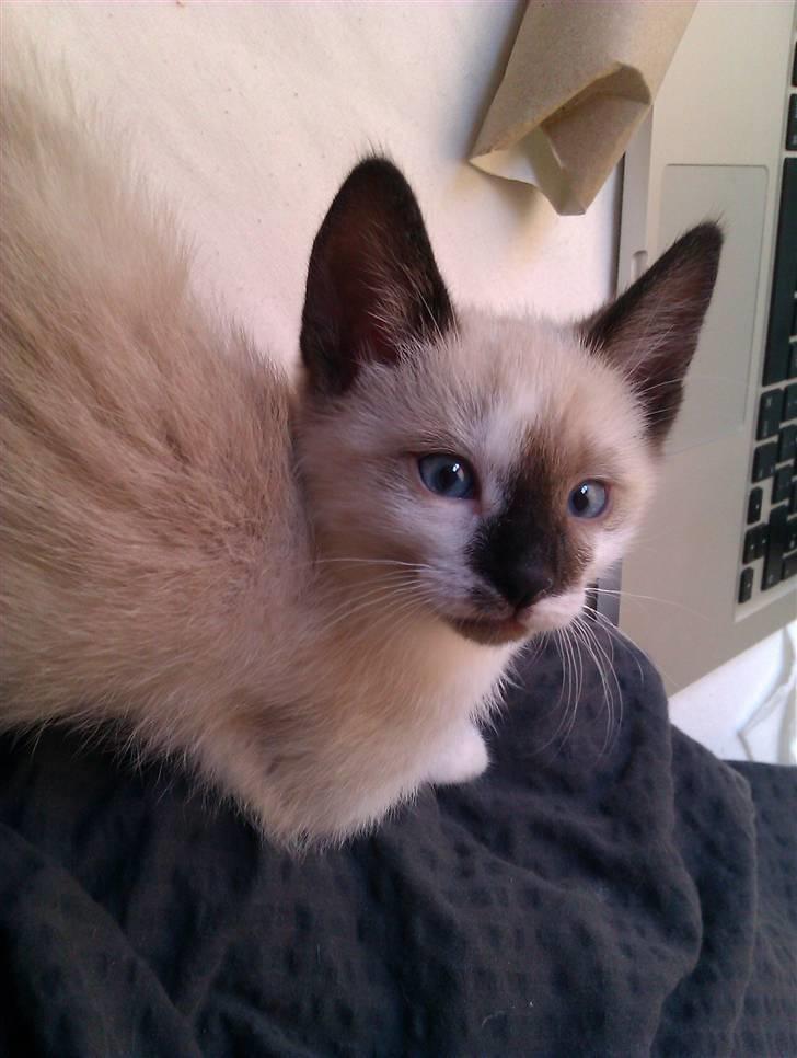 Blanding af racer Loui - Se mine smukke blå øjne (-: billede 2