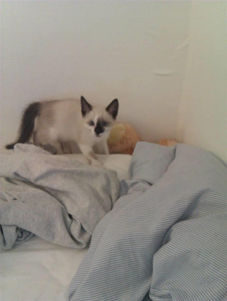 Blanding af racer Loui - En rigtig lille bandit mis på rov billede 3