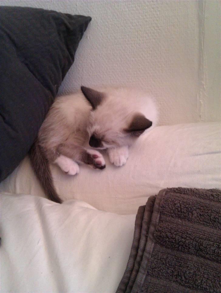 Blanding af racer Loui - Loui som tager en lille lur billede 4