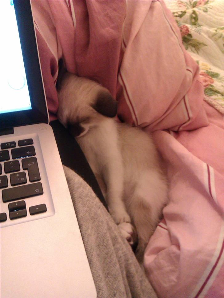 Blanding af racer Loui - En meget træt mis billede 5