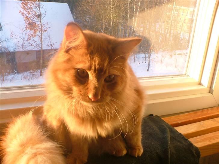 Maine Coon Joe the Bandit (Bandit) - 29/11-10 billede 5