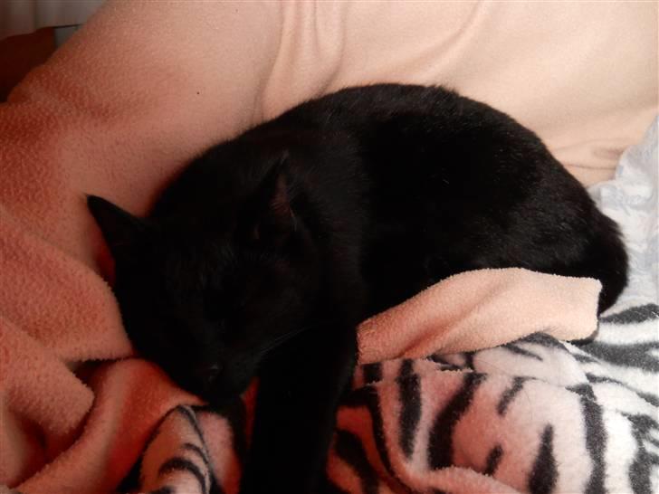 Huskat Bella<3<3<3 billede 1