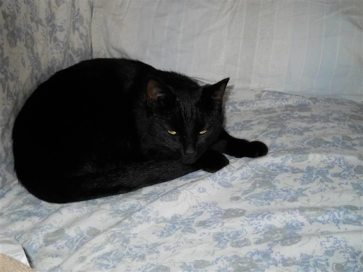 Huskat Bella<3<3<3 billede 2