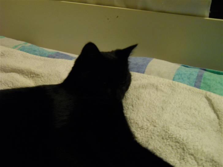 Huskat Bella<3<3<3 billede 3