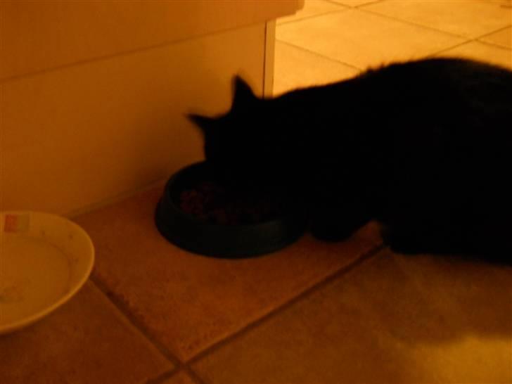 Huskat Bella<3<3<3 billede 4