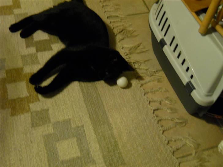 Huskat Bella<3<3<3 billede 5