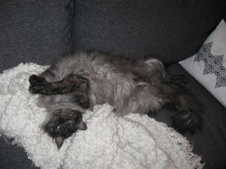 Maine Coon Toulouse - Der hygges i sofaen.. billede 10