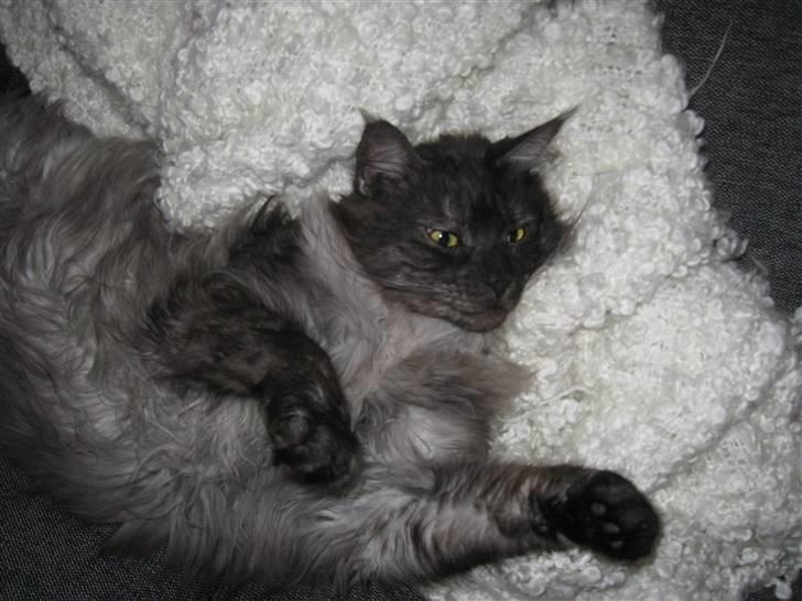 Maine Coon Toulouse - Kunne man ikke lige få lov til at sove i fred?!? billede 11