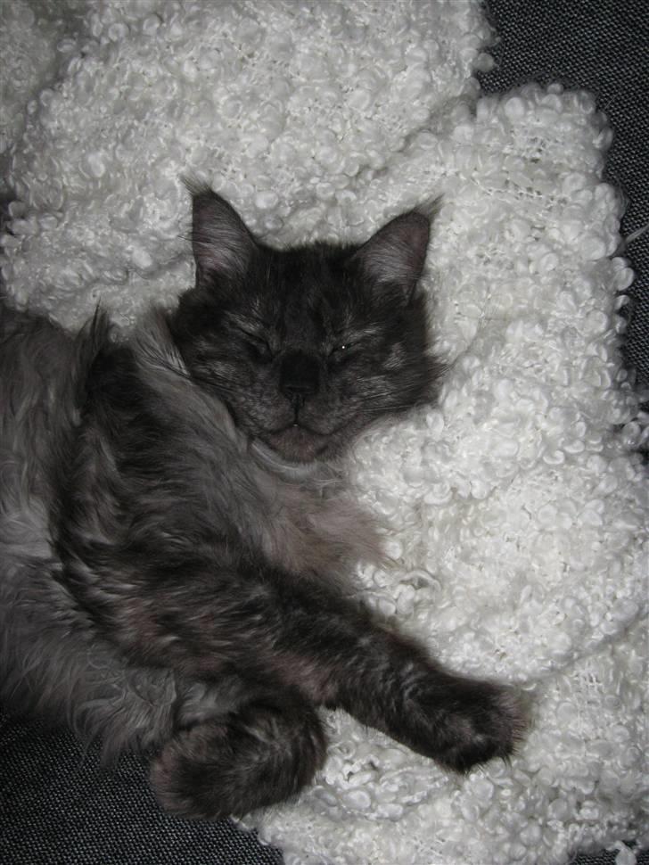 Maine Coon Toulouse - Den smilende kat;o) billede 12