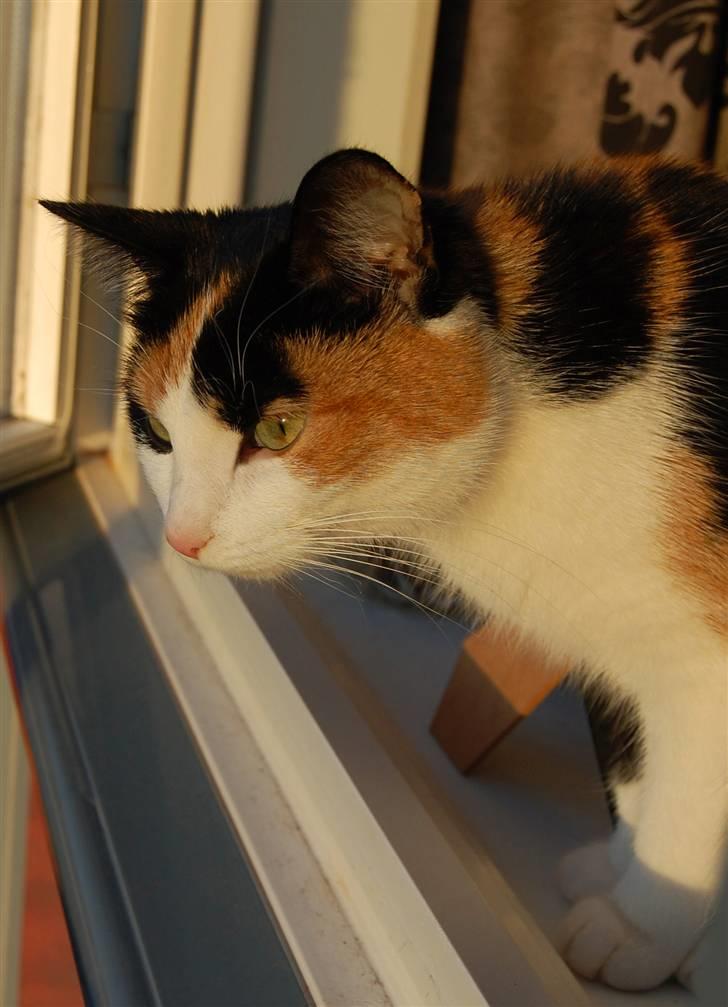 Blanding af racer Ida billede 10