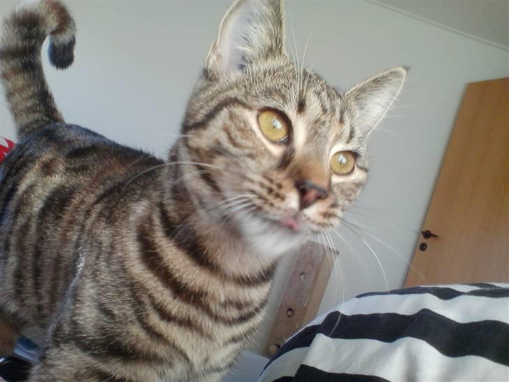 Huskat Sparta billede 1