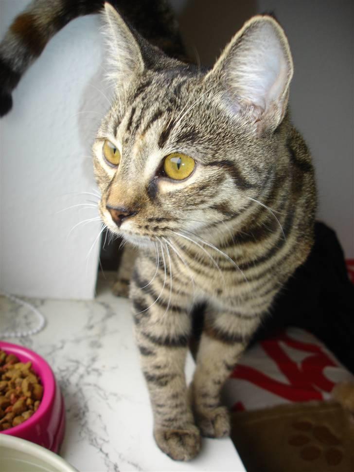 Huskat Sparta billede 2