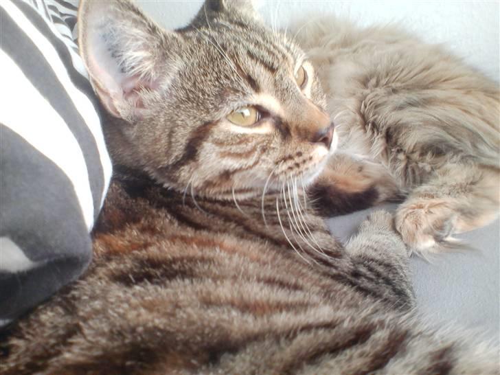 Huskat Sparta billede 3