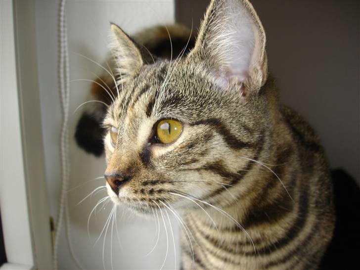 Huskat Sparta billede 4