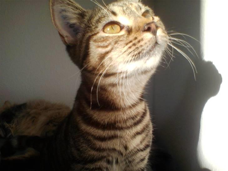 Huskat Sparta billede 5