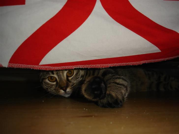 Huskat Sparta billede 6