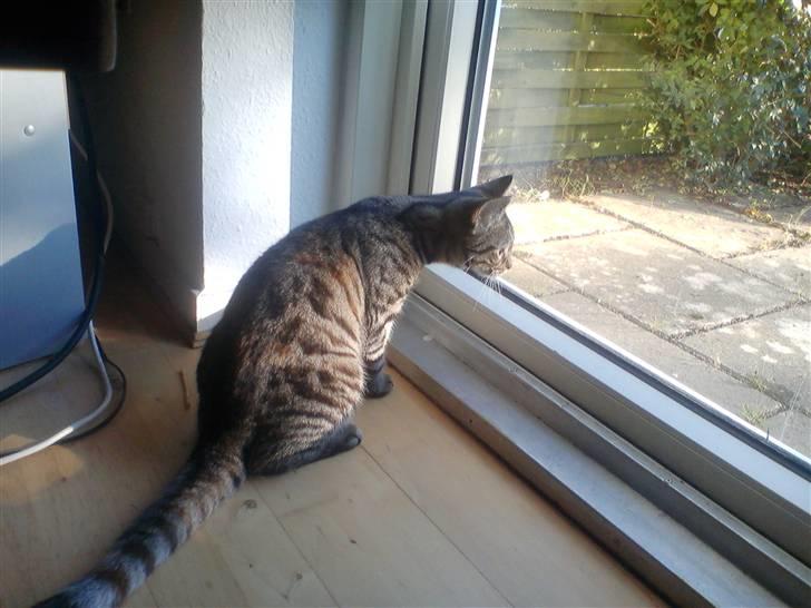 Huskat Sparta billede 7