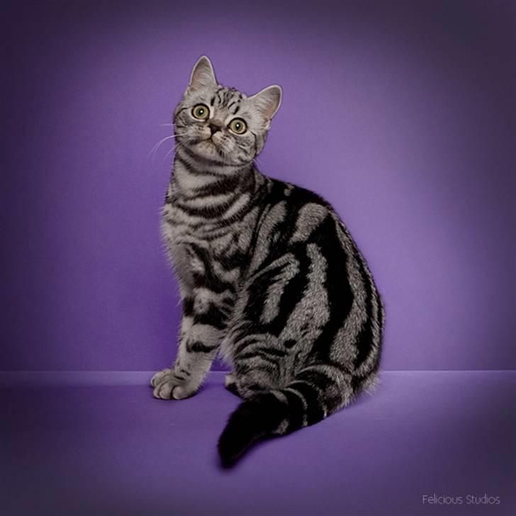 British Shorthair Iris af Clipper - Fotoshoot fra udstillingen i Middelfart d. 20/11-10 billede 14