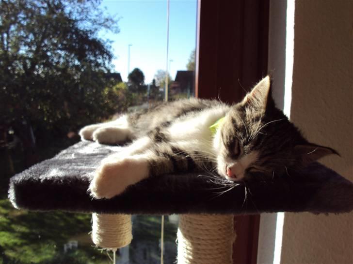 Huskat Romeo billede 16