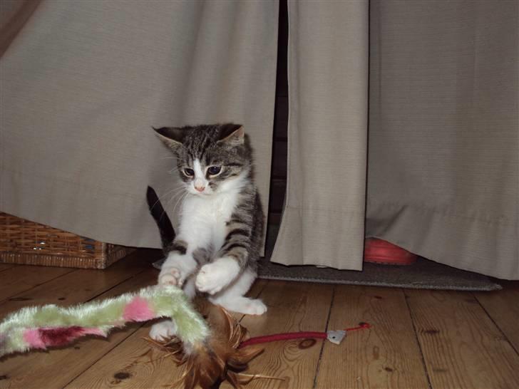 Huskat Romeo billede 17