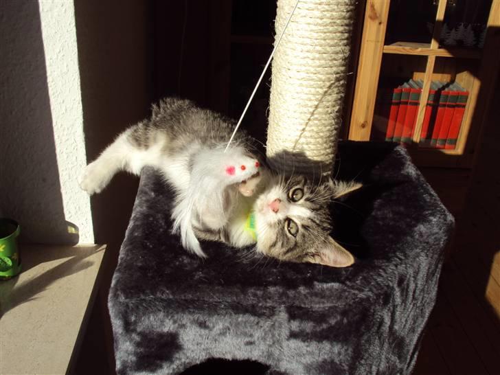 Huskat Romeo billede 18