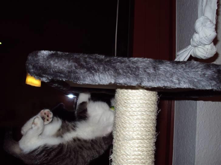 Huskat Romeo billede 19