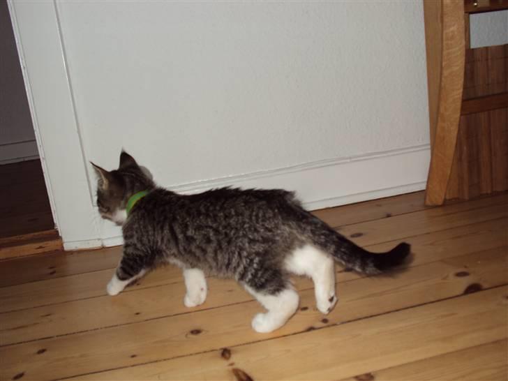 Huskat Romeo billede 20